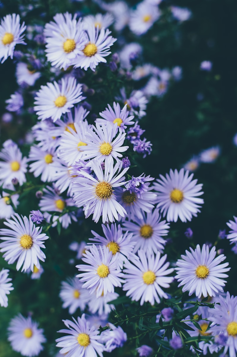 Flor decorativa